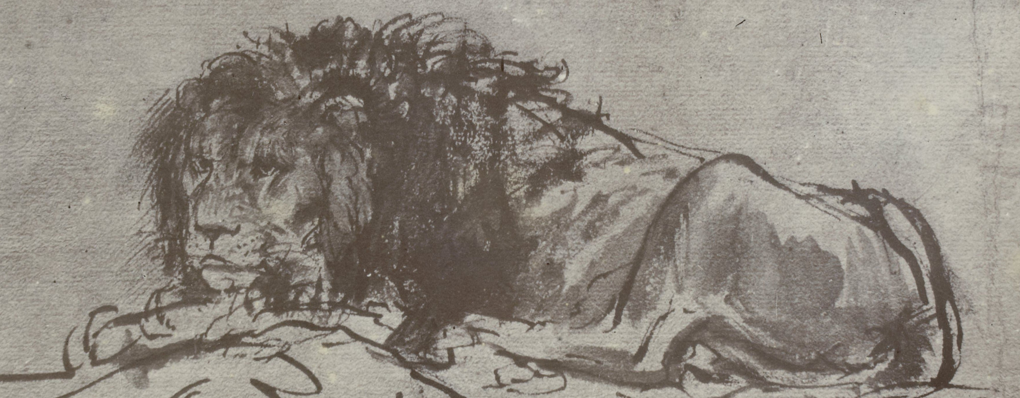 Cropped photograph of drawing of a Lion by Rembrandt van Rijn.